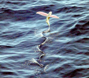 Pink-wing_flying_fish